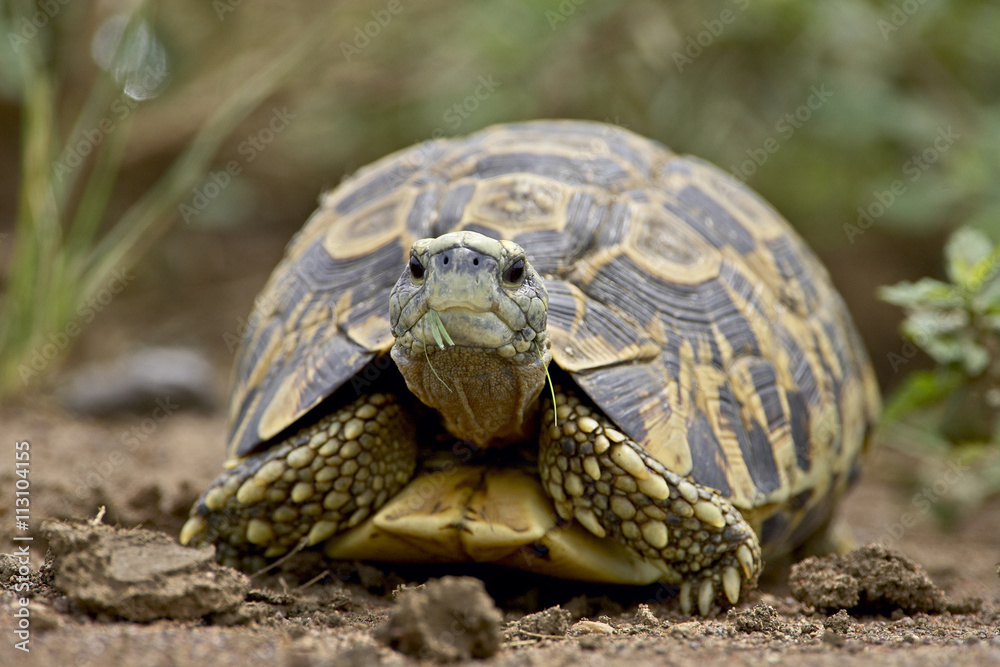 Leopard tortoise (Geochelone pardalis), Hluhluwe Game Reserve Leopard tortoise (Geochelone pardalis), Hluhluwe Game Reserve