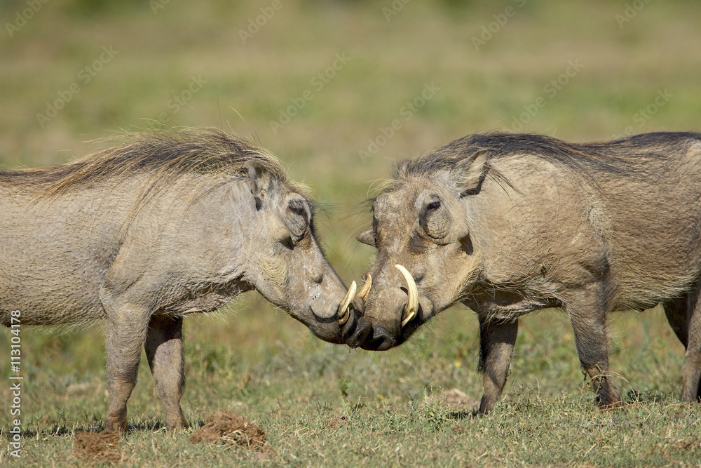 Two warthogs (Phacochoerus aethiopicus), Addo Elephant National Park Two warthogs (Phacochoerus aethiopicus), Addo Elephant National Park