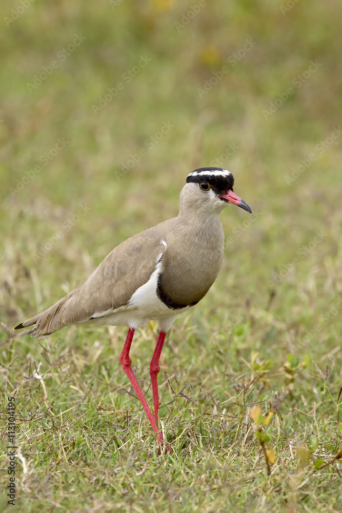 Crowned plover or crowned lapwing (Vanellus coronatus), Addo Elephant National Park Crowned plover or crowned lapwing (Vanellus coronatus), Addo Elephant National Park