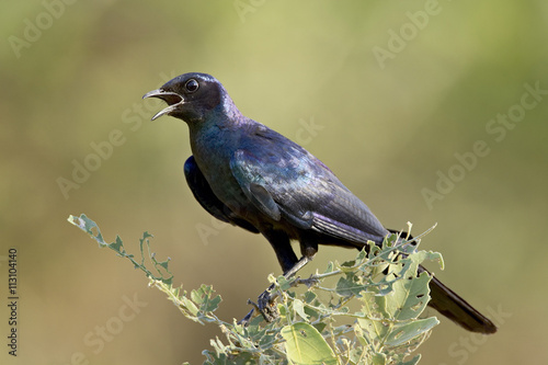 Burchell?�À s glossy starling (Lamprotornis australis), Kruger National Park photo