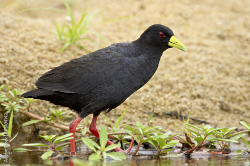 Black crake (Amaurornis flavirostris), Kruger National Park photo