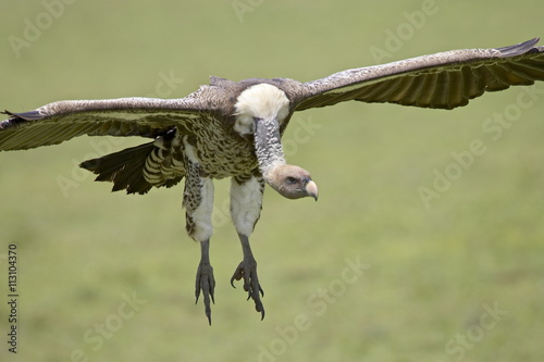 Ruppell's griffon vulture (Gyps rueppellii) on final approach, Serengeti National Park, Tanzania