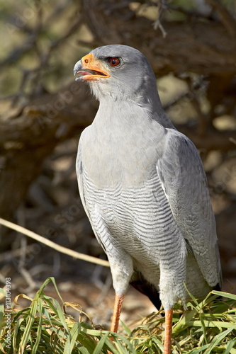 Palechanting goshawk (Melierax canorus), Kgalagadi Transfrontier Park, encompassing the former Kalahari Gemsbok National Park photo