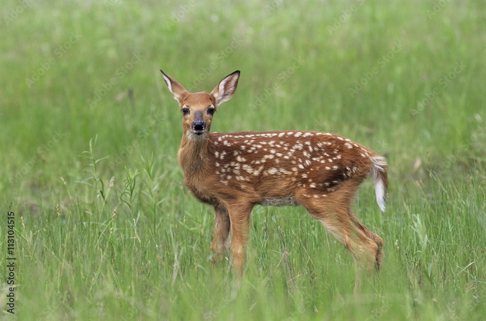Whitetail deer fawn (Odocileus virginianus), 21 days old, in captivity, Sandstone, Minnesota Whitetail deer fawn (Odocileus virginianus), 21 days old, in captivity, Sandstone, Minnesota