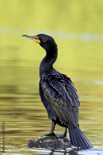 Double-crested cormorant (Phalacrocorax auritus), Sterne Park, Littleton, Colorado