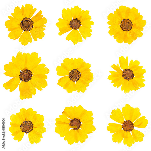 Fototapeta Naklejka Na Ścianę i Meble -  Head pressed dried flowers isolated