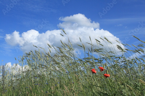 Cornfield in the Summerwind / Ryefield with Poppy in the German Summer photo