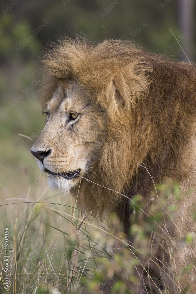 Male lion ((Panthera leo), Masai Mara National Reserve, Kenya Male lion ((Panthera leo), Masai Mara National Reserve, Kenya