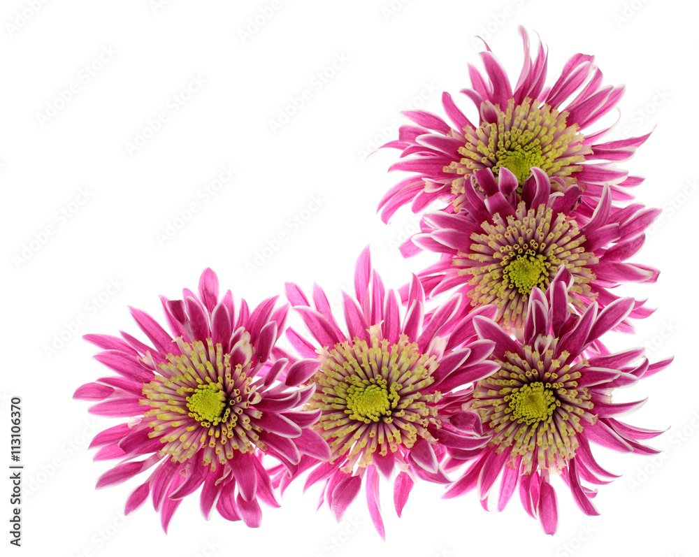 Chrysanthemums heads arrangement in the form of border angle