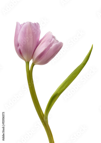 Purple twin tulip © m_a