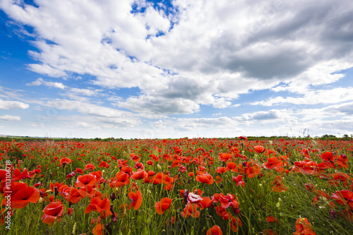 meadow with wild poppies and blue cloudy sky, background