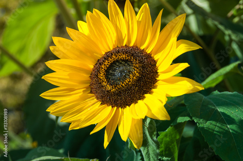 Big beautiful sunflowers outdoors