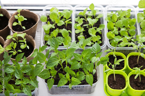 Vegetable seedligs indoor