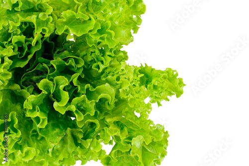 Green Fresh Lettuce