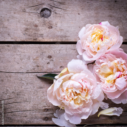 Tender pink peonies flowers on aged wooden background. Flat lay.