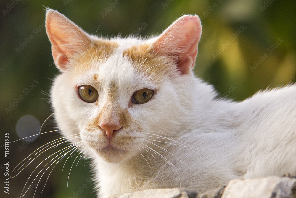 White Street cat - closeup