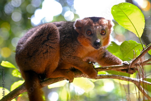 Red-bellied lemur (Eulemur rubriventer), Ivoloina National Park, Toamasina, Madagascar photo