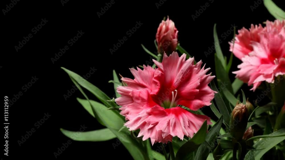 Time-lapse of dianthus(Dianthus barbatus) flowers blooming. Studio shot over black.