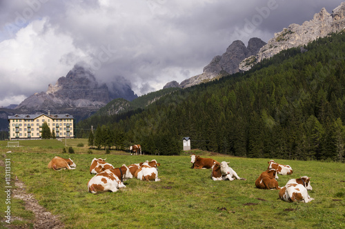 Cows on a meadow in the Dolomites, Italy, Europe