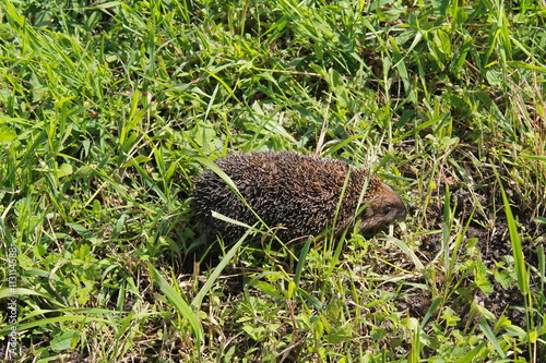 Hedgehog on the green grass 