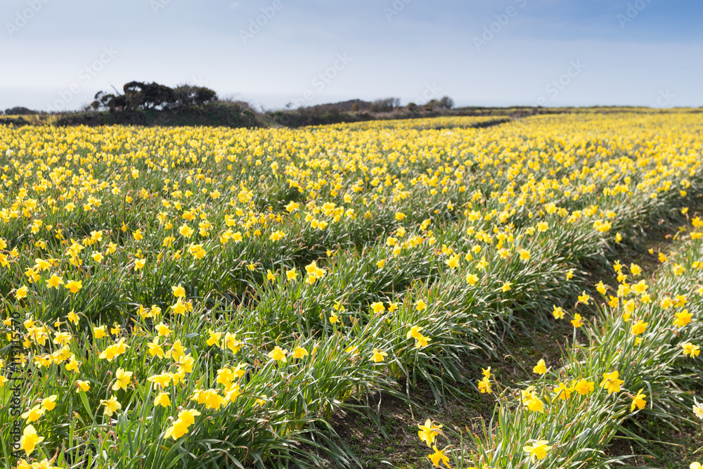 Fototapeta premium Daffodil fields 