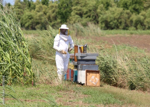expert beekeeper with protective suit during harvesting honey