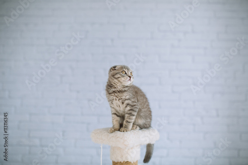 Scottish little cat playing on scratching posts