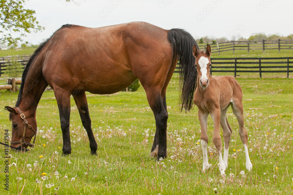 A bay mare grazing while her foal with a big white blaze and four white socks looks at the camera.