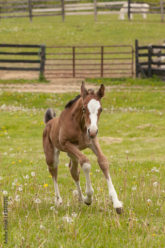 A young foal with a blaze and four white socks cantering in a field with fencing behind it. © Margaret Burlingham