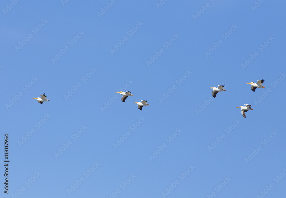 Flock of American White Pelicans in flight - Wyoming