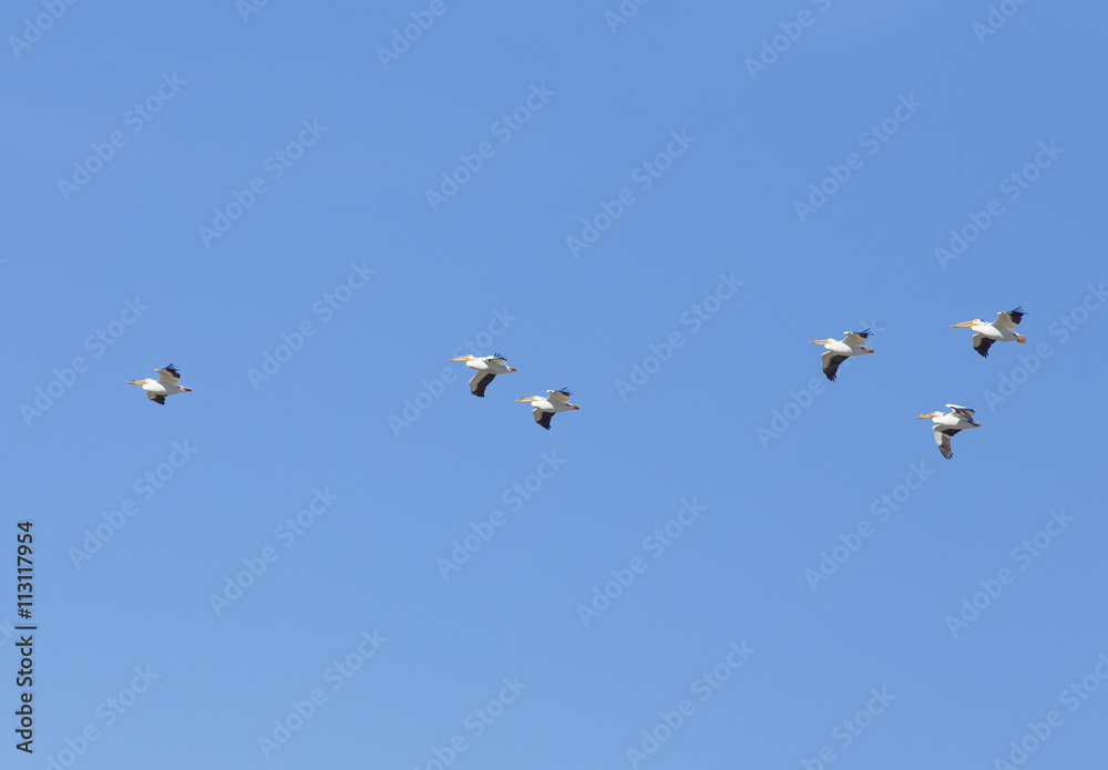 Flock of American White Pelicans in flight - Wyoming Flock of American White Pelicans in flight - Wyoming
