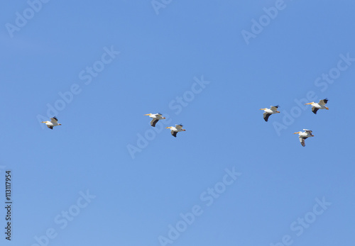 Flock of American White Pelicans in flight - Wyoming