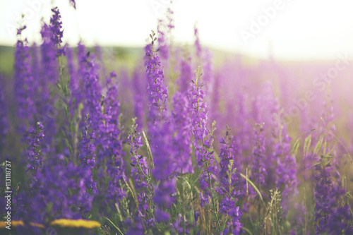 Fototapeta Naklejka Na Ścianę i Meble -  flowers in field