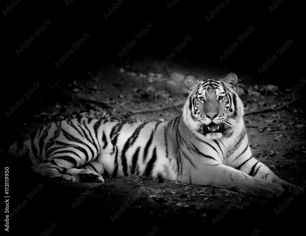 Obraz premium Black & White Tiger