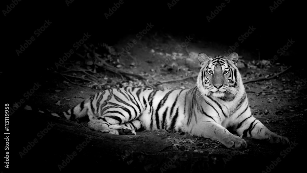Obraz premium Black & White Tiger