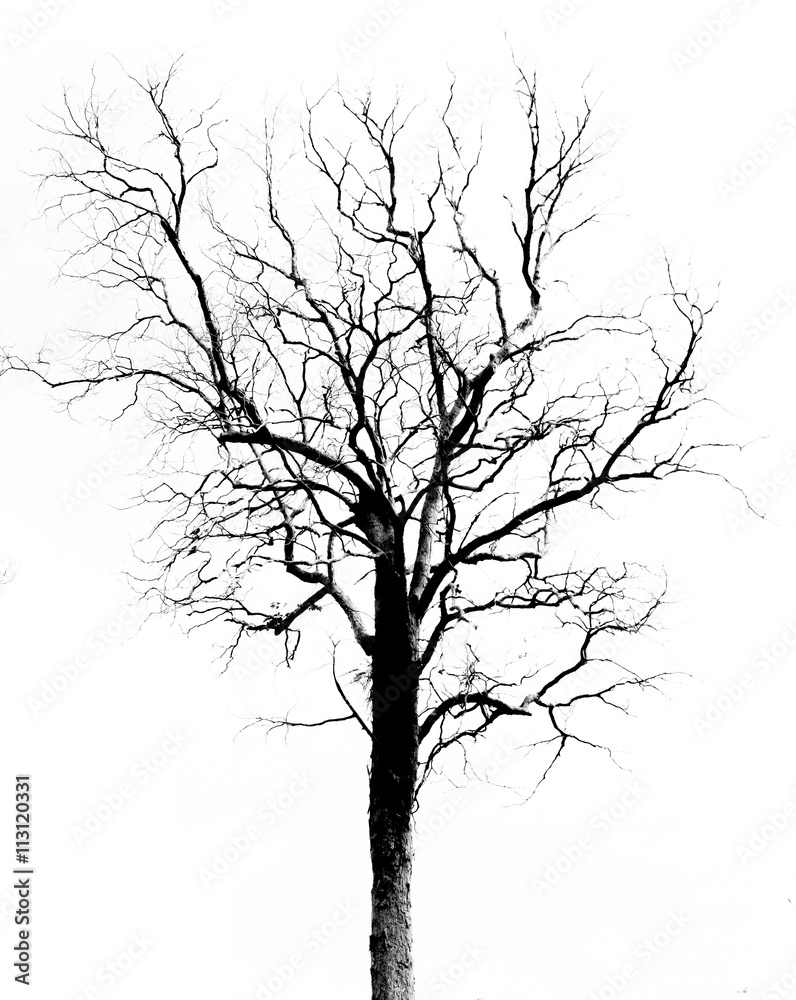 Dead Tree without Leaves Dead Tree without Leaves