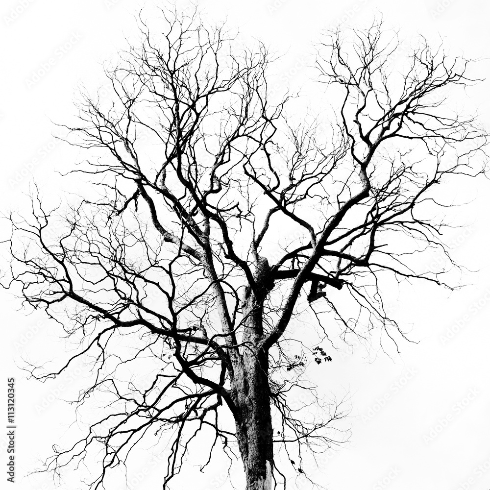 Fototapeta premium Dead Tree without Leaves