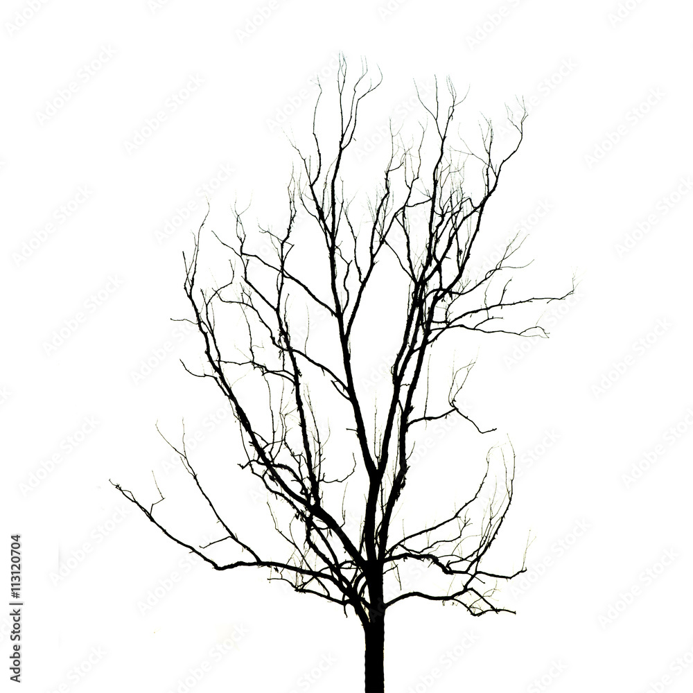 Obraz premium Dead Tree without Leaves