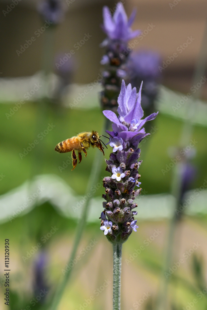 Fototapeta premium ラベンダーの蜜を吸うミツバチ クローズアップ