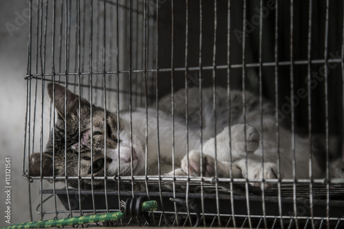 Lesion on cat head sick and lonely in old cage, low and very bad