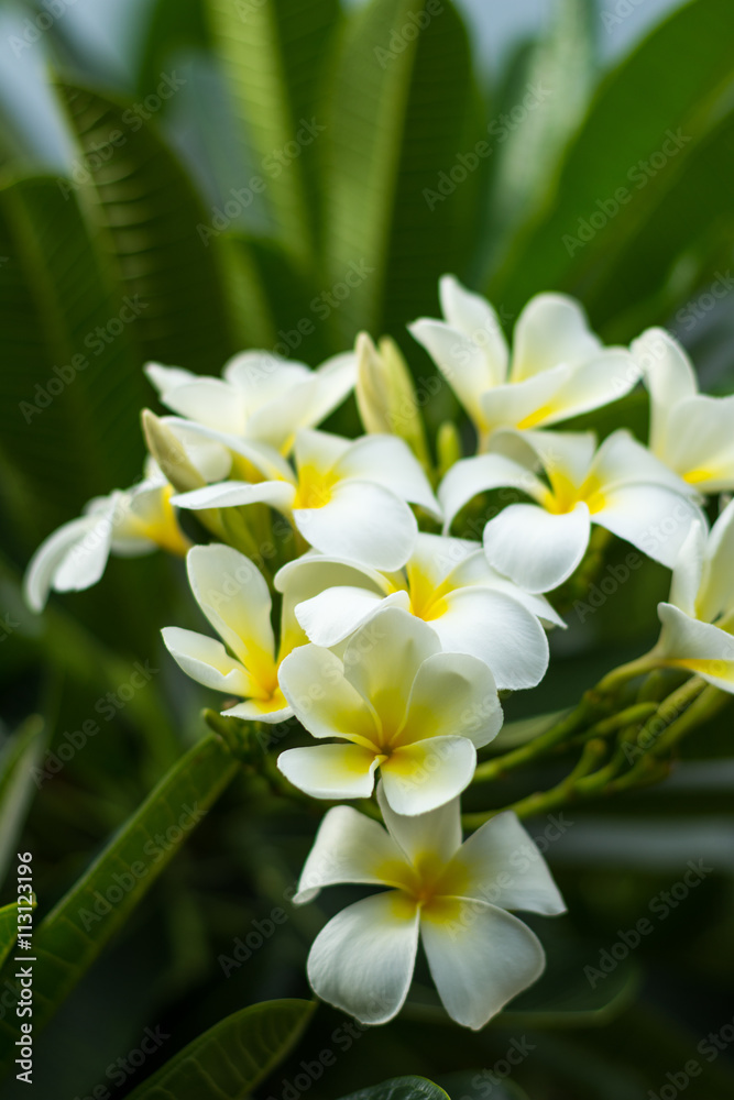 Beautiful Frangipani Beautiful Frangipani