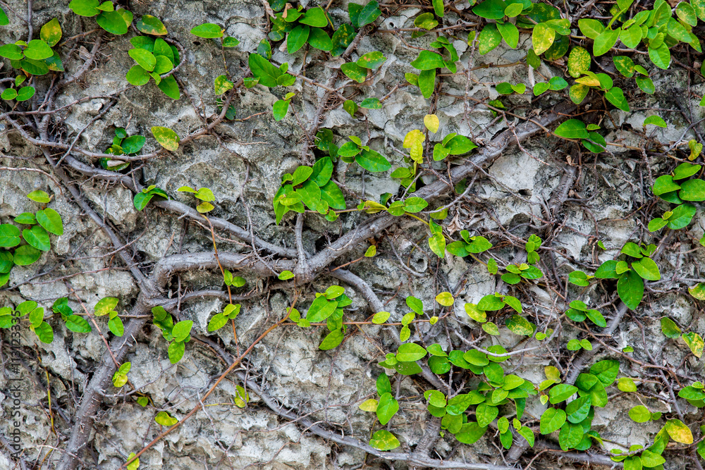 Fototapeta premium he Green Creeper Plant on wall