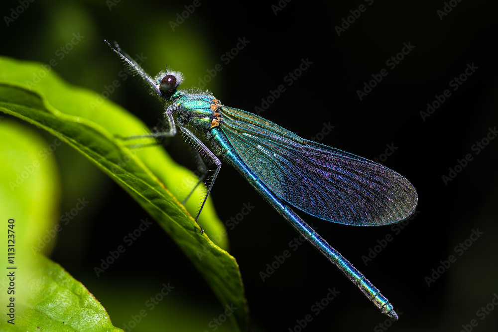 Banded demoiselle (Calopteryx splendens) with dew. Damselfly with dark band across centre of wings and metallic blue-green body Banded demoiselle (Calopteryx splendens) with dew. Damselfly with dark band across centre of wings and metallic blue-green body
