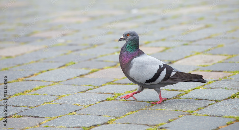 eine wilde Stadttaube sucht Futter eine wilde Stadttaube sucht Futter