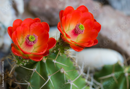 hardy cacti in bloom