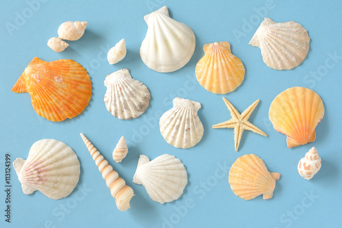夏イメージ　貝殻とヒトデ　水色背景
 photo