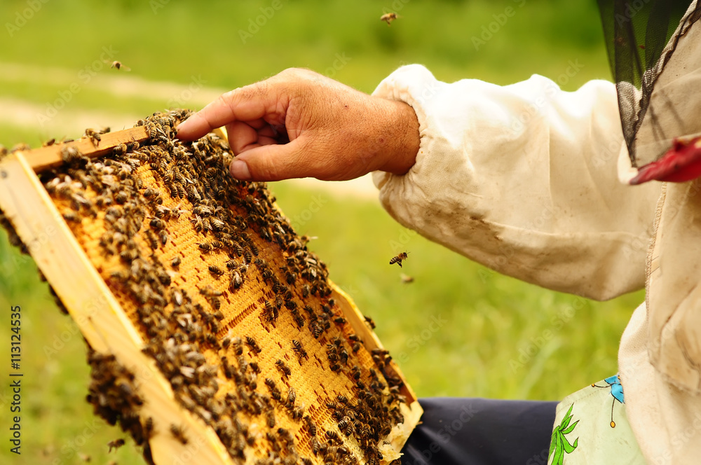 Beekeeper holding frame of honeycomb with bees Beekeeper holding frame of honeycomb with bees