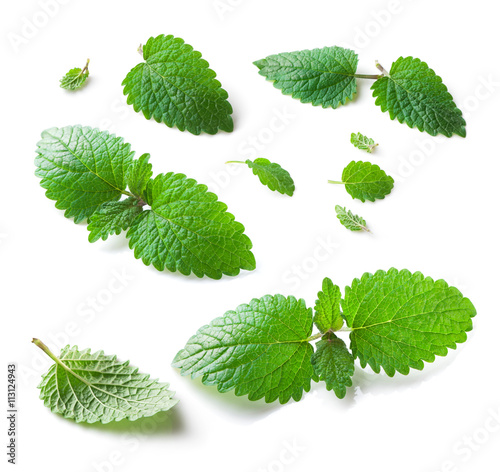 Lemon balm (Melissa officinalis) leaves collection close-up isolated on white  background
