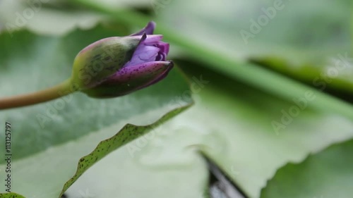 Micro shot of the Flowers photo