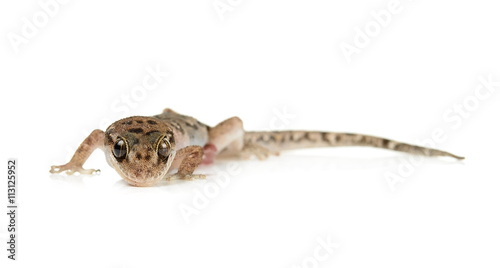 brown spotted gecko reptile isolated